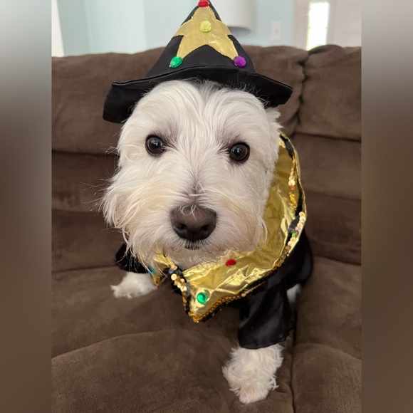 Halloween Costume. Witch with matching Hat. - Picture 2 of 9